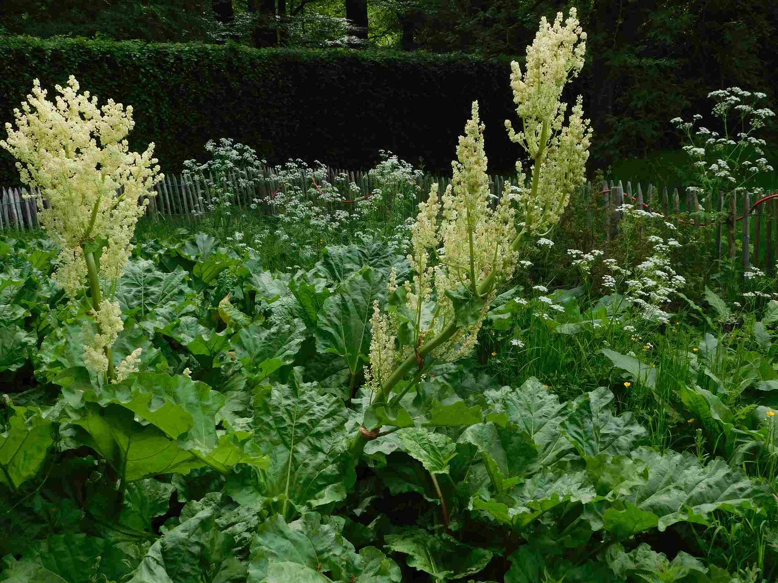 rabarberplant
