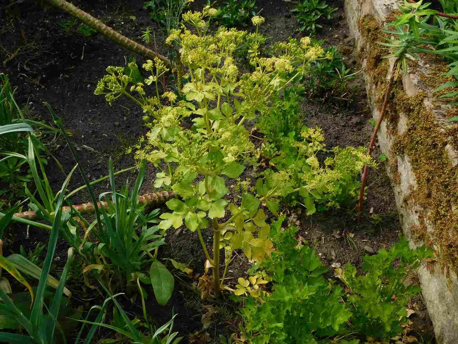 zwartmoeskervel