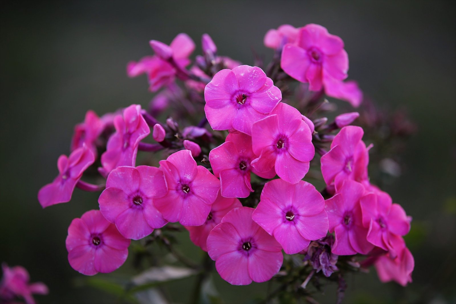 bloemen van de phlox