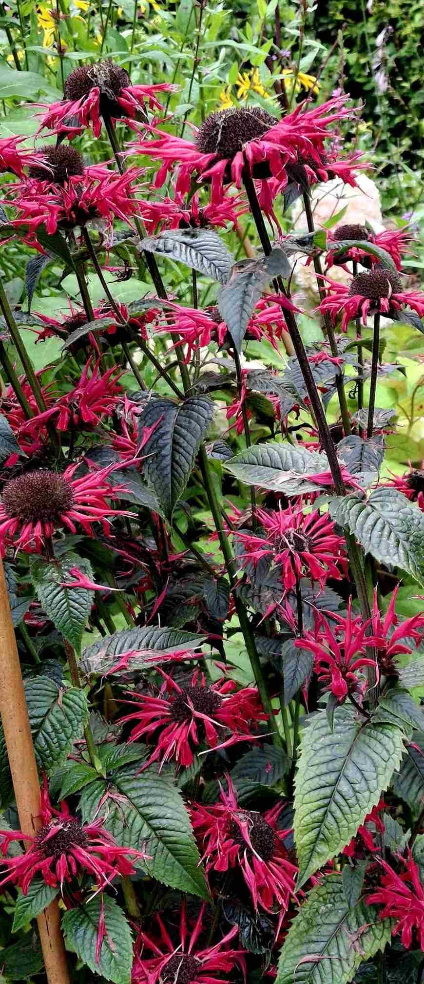 Bergamot afkomstig uit Noord-Amerika