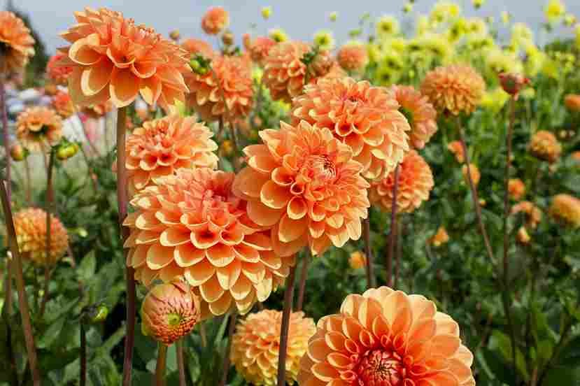 Dahlia afkomstig uit Mexico