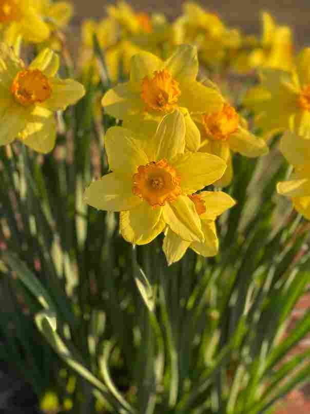 Narcis afkomstig uit Azië