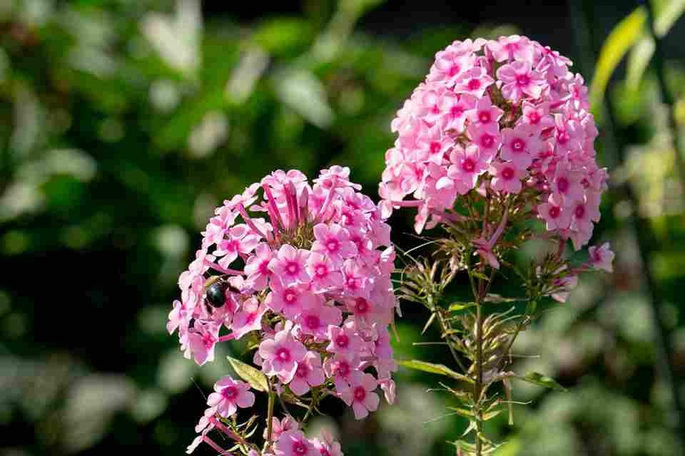 Phlox afkomstig uit Noord-Amerika