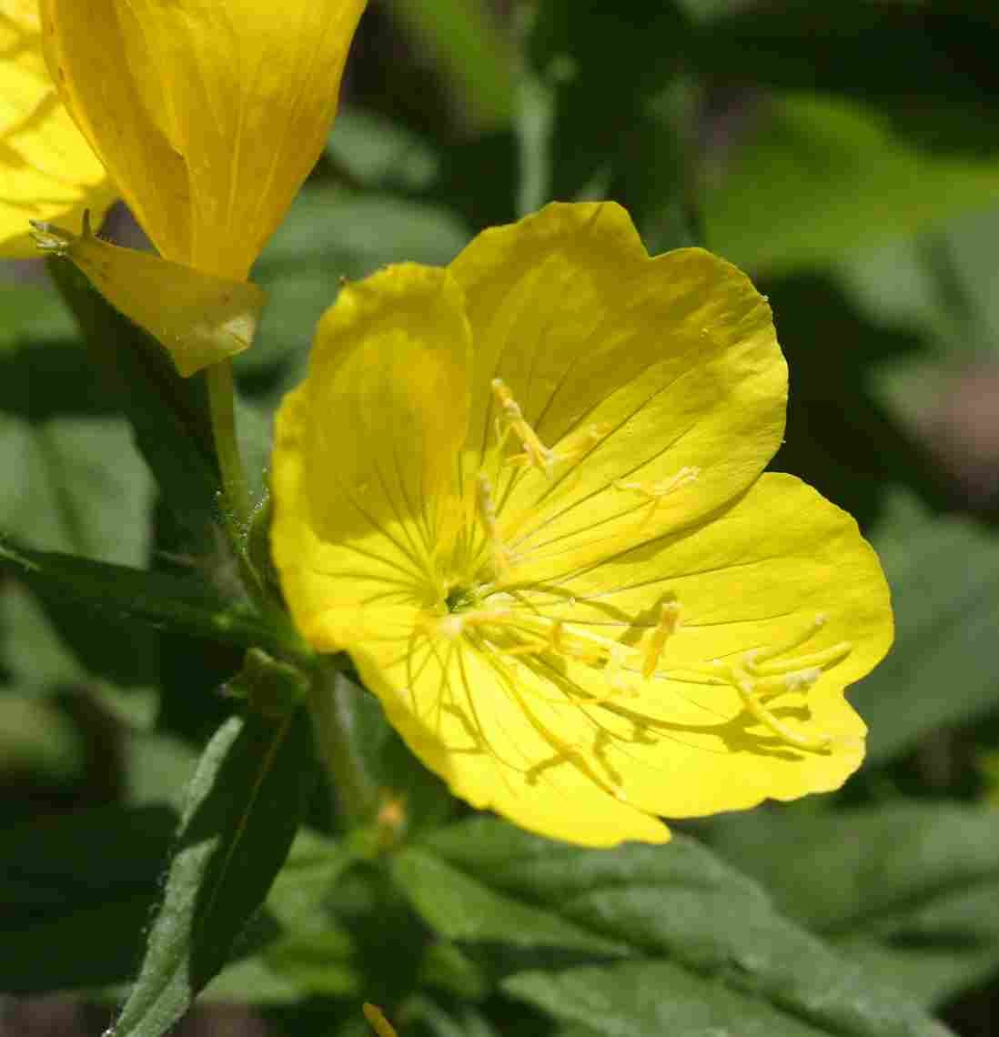 Teunisbloem afkomstig uit Europa