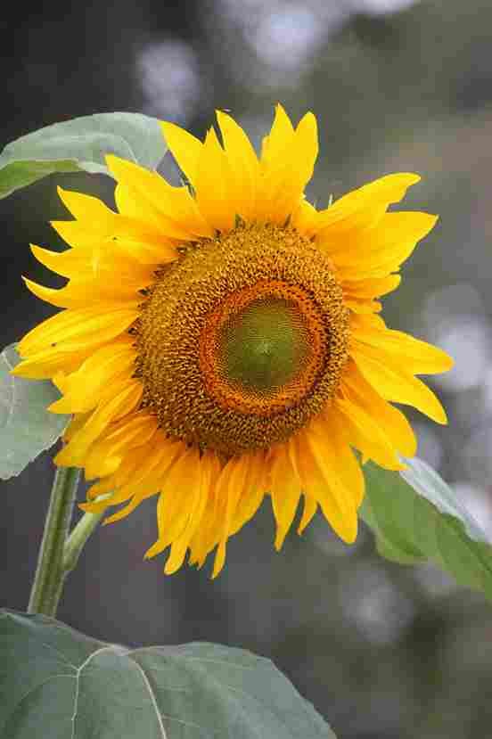 Zonnebloem afkomstig uit Noord- en Midden-Amerika